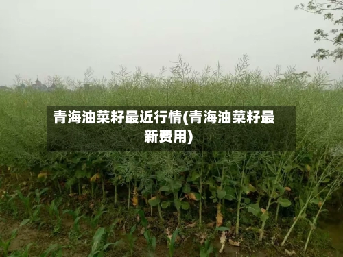 青海油菜籽最近行情(青海油菜籽最新费用)