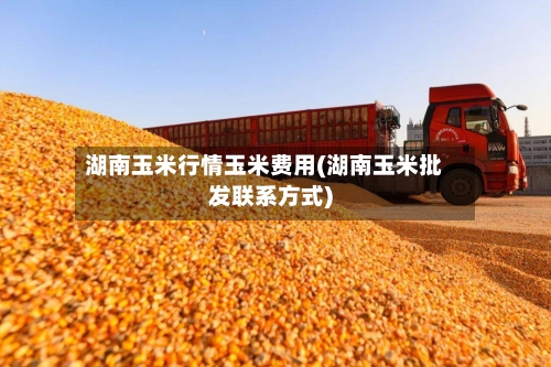 湖南玉米行情玉米费用(湖南玉米批发联系方式)