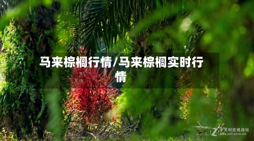 马来棕榈行情/马来棕榈实时行情-第3张图片