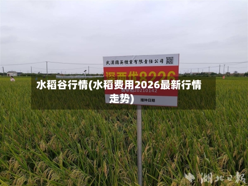 水稻谷行情(水稻费用2026最新行情走势)