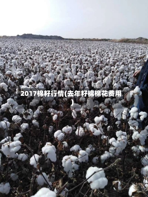 2017棉籽行情(去年籽棉棉花费用)-第2张图片