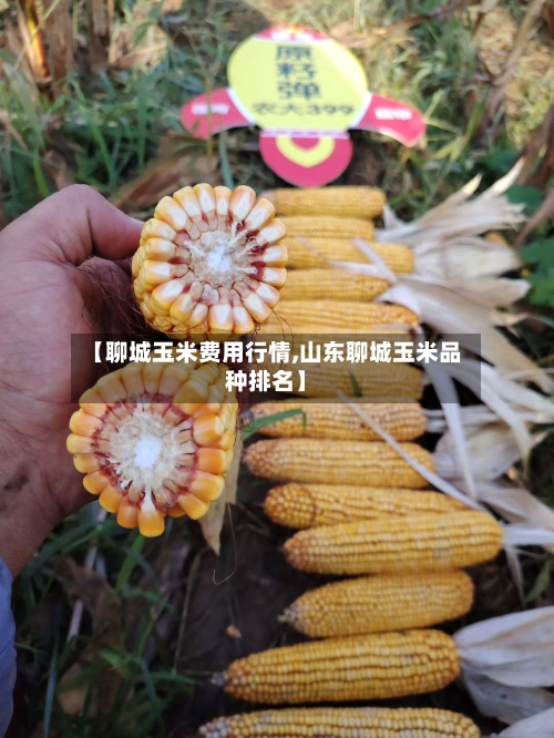【聊城玉米费用行情,山东聊城玉米品种排名】-第3张图片