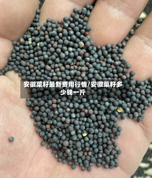 安徽菜籽最新费用行情/安徽菜籽多少钱一斤-第2张图片