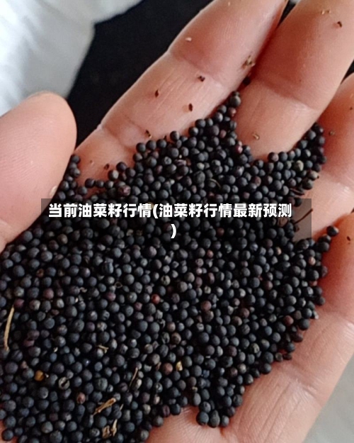 当前油菜籽行情(油菜籽行情最新预测)