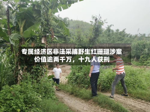 专属经济区非法采捕野生红珊瑚涉案价值逾两千万	，十九人获刑-第3张图片