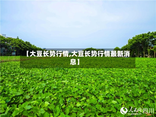 【大豆长势行情,大豆长势行情最新消息】-第2张图片