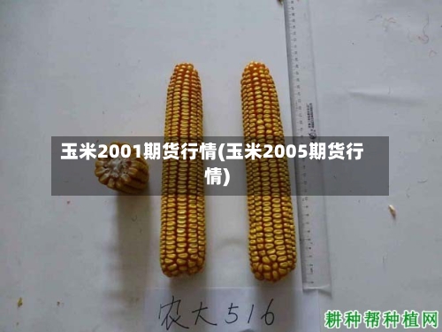 玉米2001期货行情(玉米2005期货行情)-第2张图片