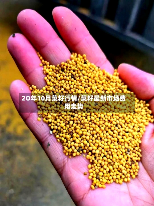 2O年10月菜籽行情/菜籽最新市场费用走势-第3张图片