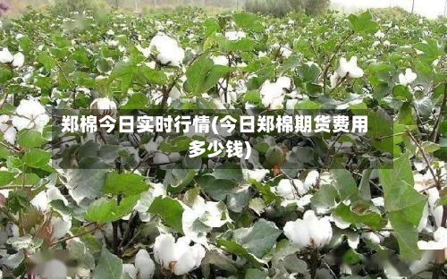 郑棉今日实时行情(今日郑棉期货费用多少钱)
