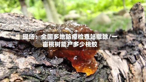 现场：全国多地防疫检查站撤除/一亩桃树能产多少桃胶