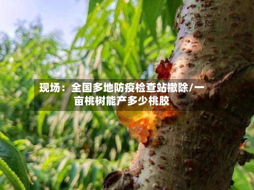 现场:全国多地防疫检查站撤除/一亩桃树能产多少桃胶-第2张图片