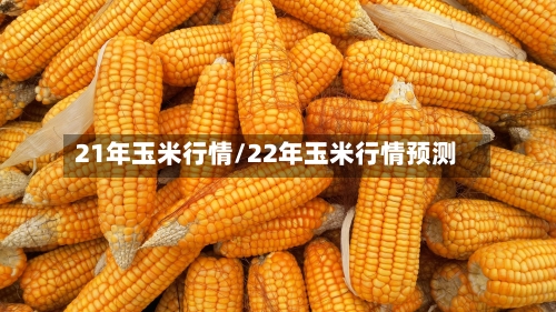 21年玉米行情/22年玉米行情预测-第3张图片