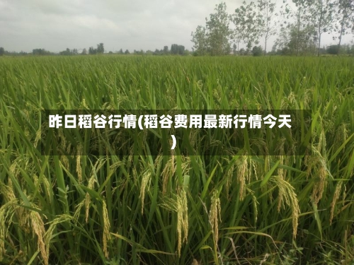 昨日稻谷行情(稻谷费用最新行情今天)
