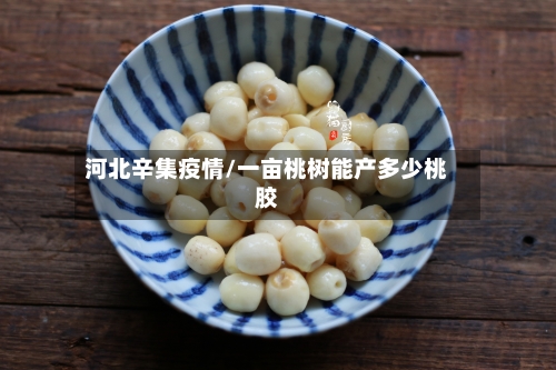河北辛集疫情/一亩桃树能产多少桃胶